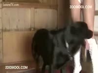 dark hound with the wife sex